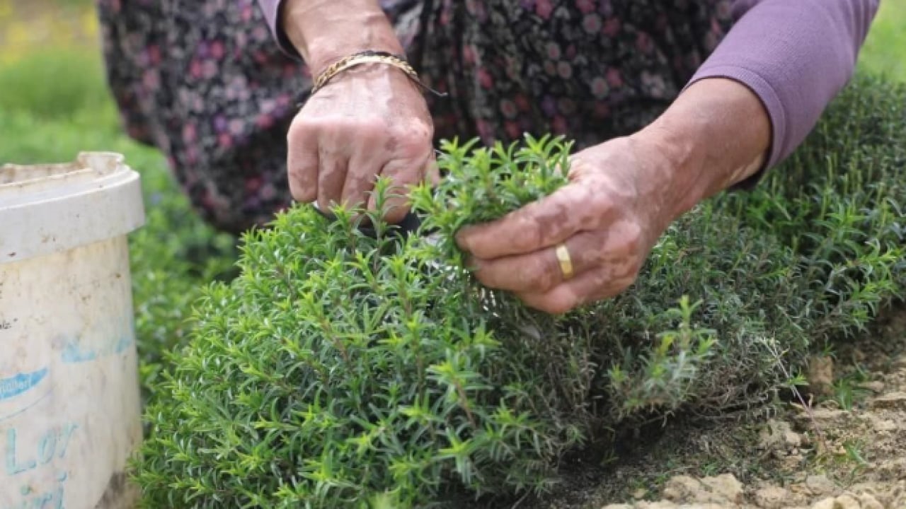 Foto - Sofraların şifa kaynağından büyük hasat: Kilosu 400 TL’ye kadar alıcı buluyor