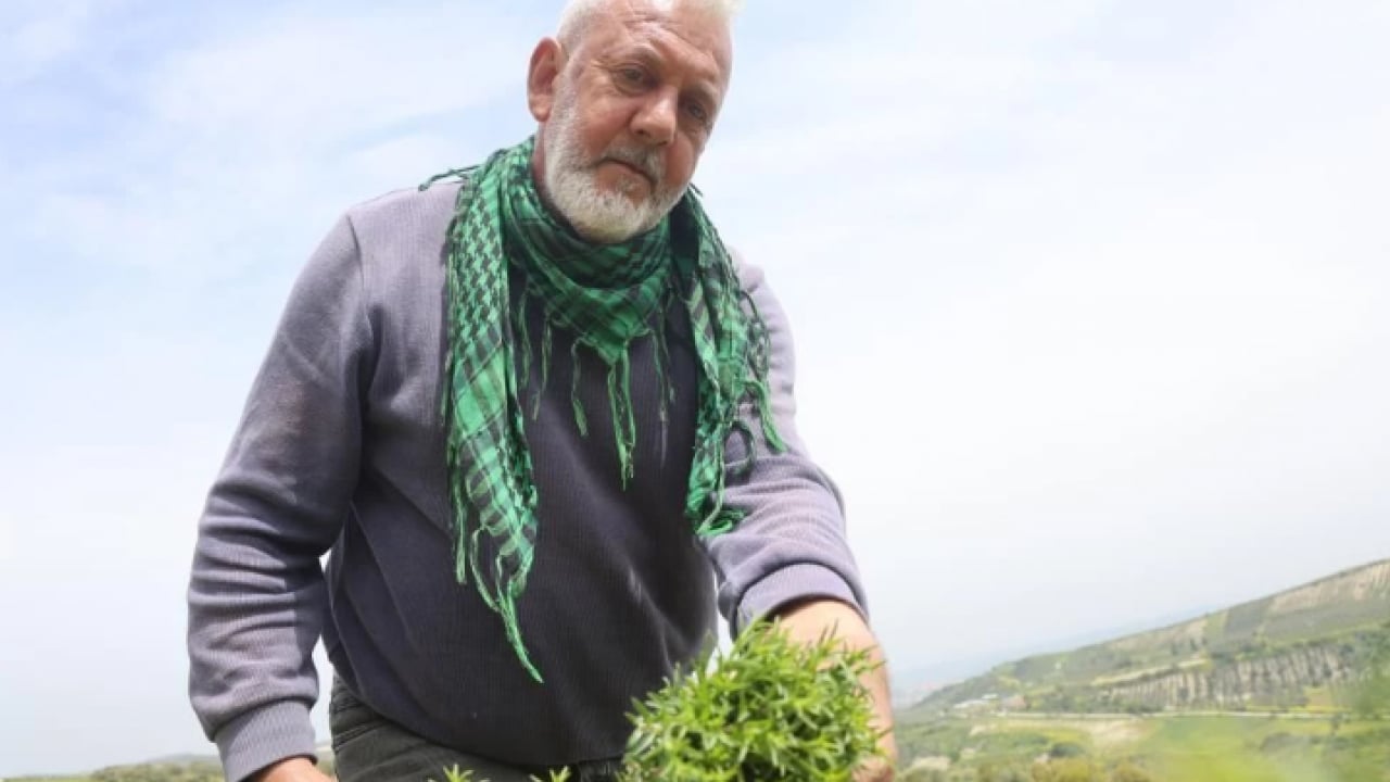 Foto - Sofraların şifa kaynağından büyük hasat: Kilosu 400 TL’ye kadar alıcı buluyor