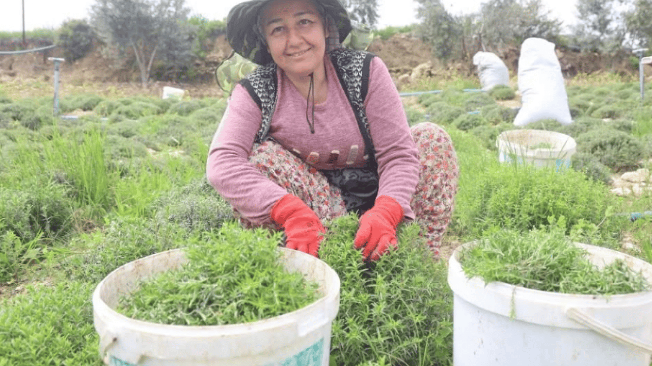 Foto - Sofraların şifa kaynağından büyük hasat: Kilosu 400 TL’ye kadar alıcı buluyor