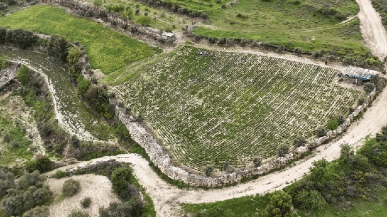 Foto - Sofraların şifa kaynağından büyük hasat: Kilosu 400 TL’ye kadar alıcı buluyor