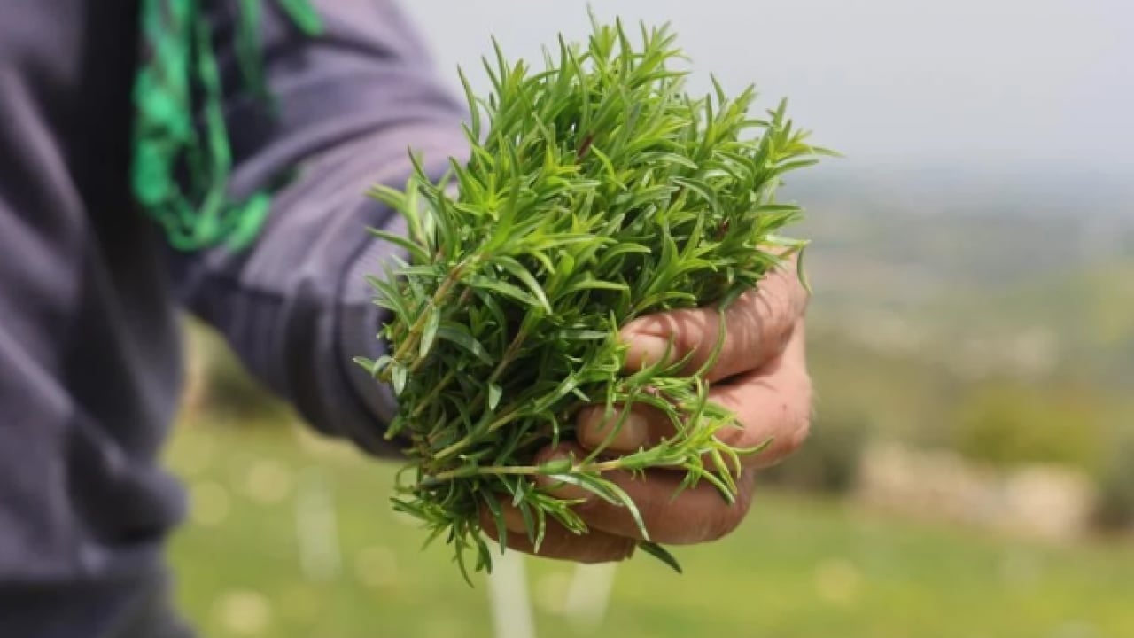 Sofraların şifa kaynağından büyük hasat: Kilosu 400 TL’ye kadar alıcı buluyor