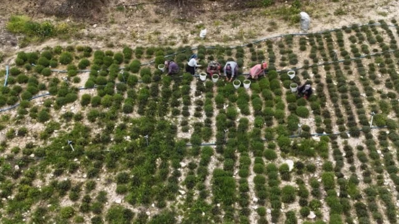 Foto - Sofraların şifa kaynağından büyük hasat: Kilosu 400 TL’ye kadar alıcı buluyor