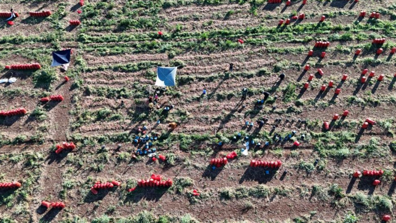 Foto - Soğan üreticisinde hasat sevinci! Kilogram fiyatı 30 TL’yi gördü