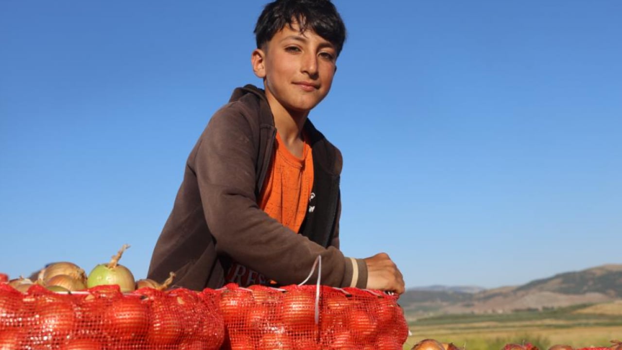 Foto - Soğan üreticisinde hasat sevinci! Kilogram fiyatı 30 TL’yi gördü