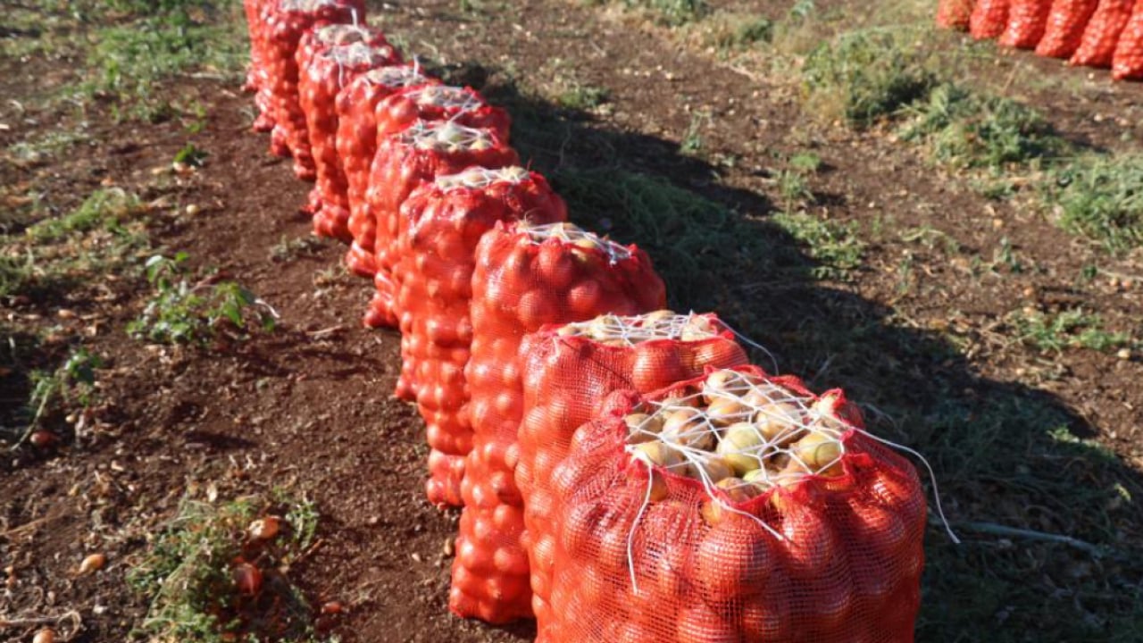 Foto - Soğan üreticisinde hasat sevinci! Kilogram fiyatı 30 TL’yi gördü