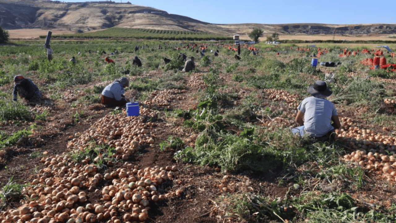 Foto - Soğan üreticisinde hasat sevinci! Kilogram fiyatı 30 TL’yi gördü