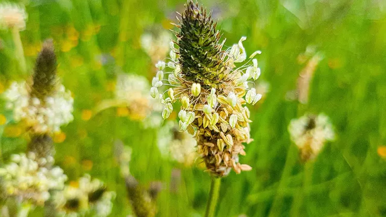 Foto - Soğuk algınlığına karşı damar otu fayda sağlıyor: Ne ilaç ne bitki çayı bunu yapın