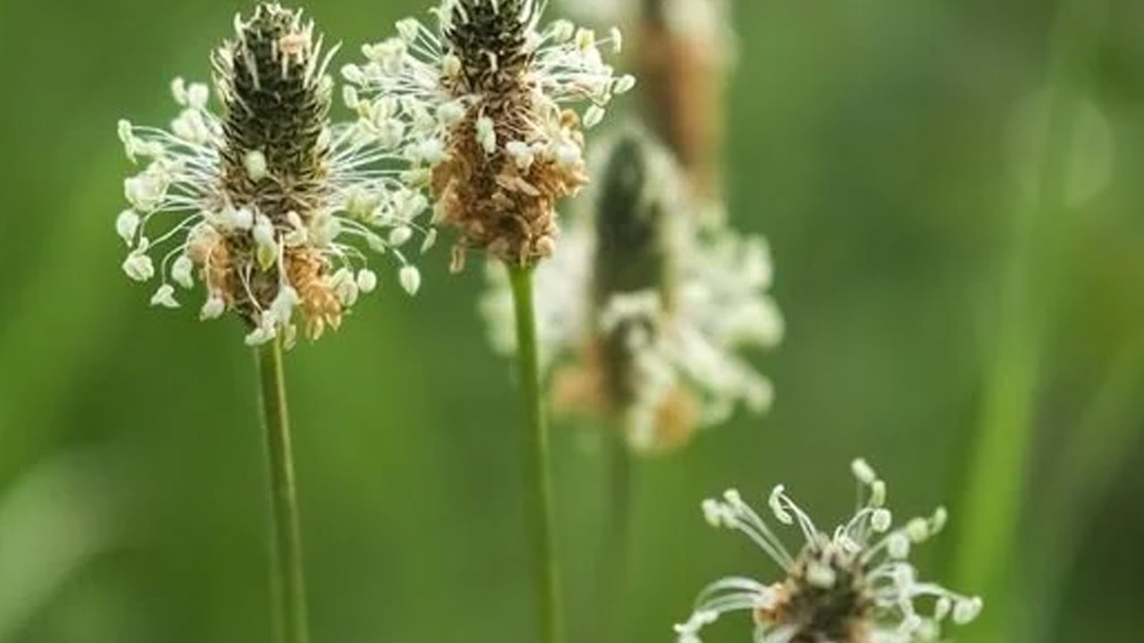 Foto - Soğuk algınlığına karşı damar otu fayda sağlıyor: Ne ilaç ne bitki çayı bunu yapın