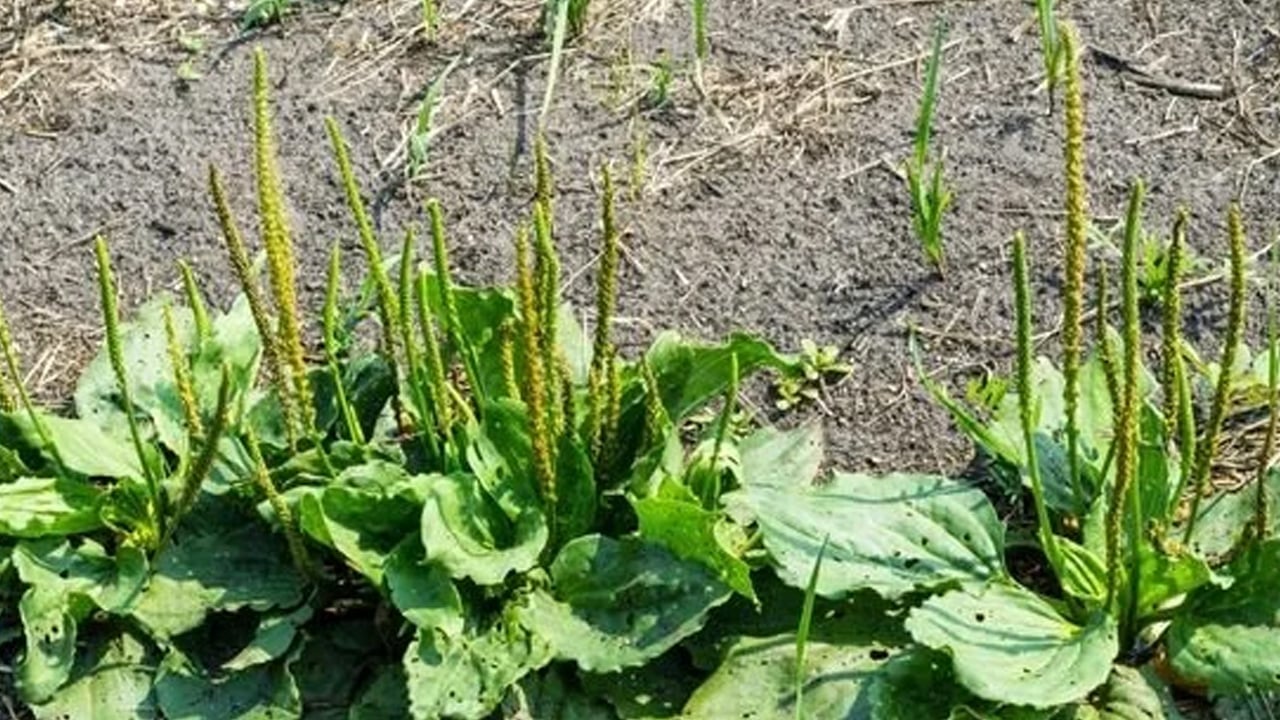 Foto - Soğuk algınlığına karşı damar otu fayda sağlıyor: Ne ilaç ne bitki çayı bunu yapın