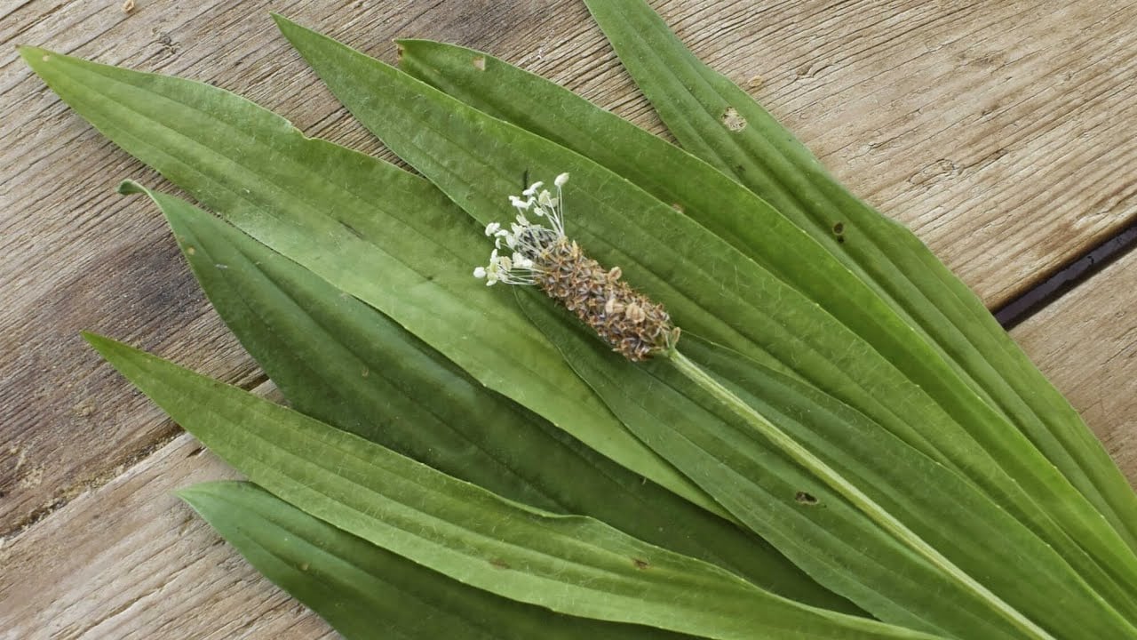 Foto - Soğuk algınlığına karşı damar otu fayda sağlıyor: Ne ilaç ne bitki çayı bunu yapın