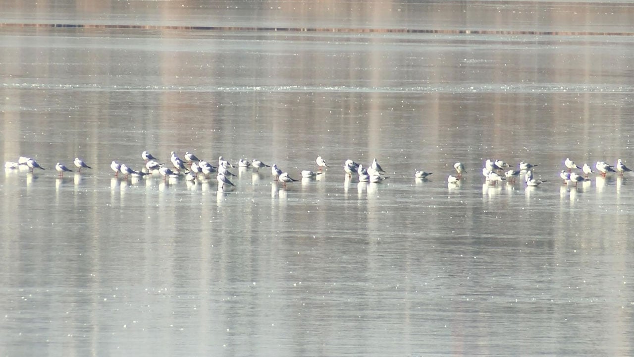 Soğuk Ankara’yı esir aldı! Kuşlar buzun üstünde kaldı