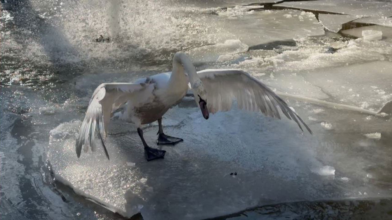 Foto - Soğuk Ankara’yı esir aldı! Kuşlar buzun üstünde kaldı