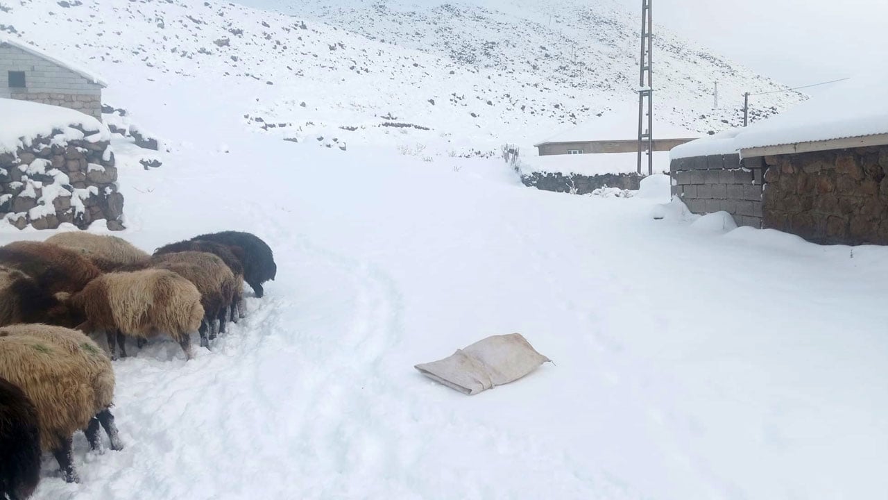 Foto - Soğuk besiciyi zorluyor! Süphan Dağı eteklerinde hayat dondu