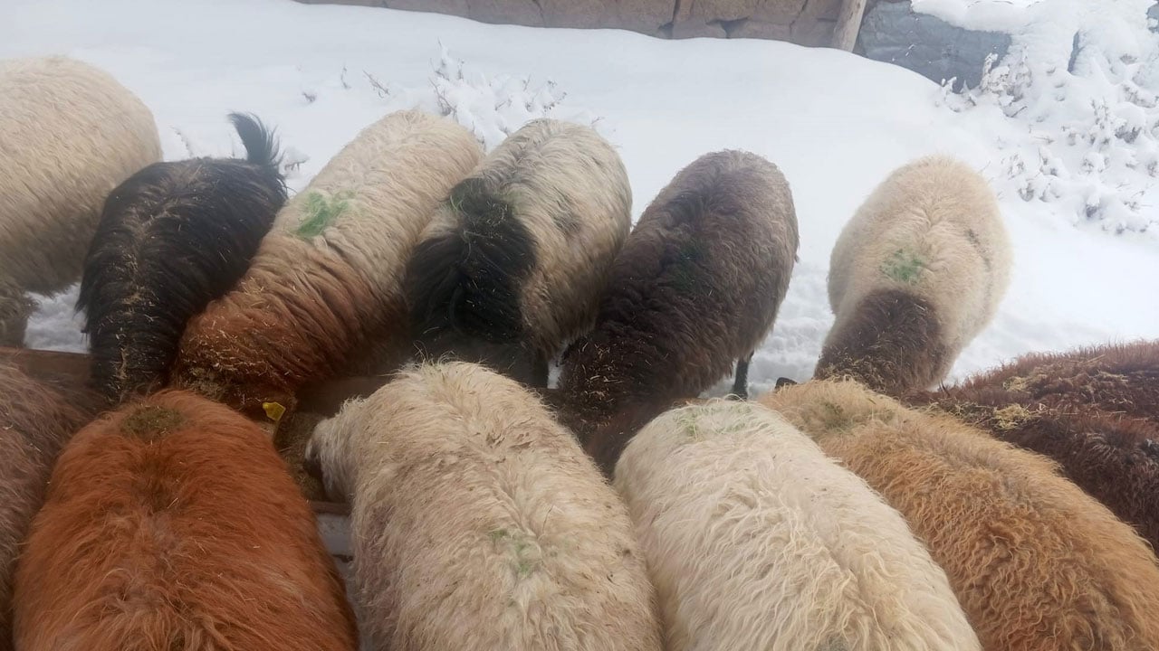 Foto - Soğuk besiciyi zorluyor! Süphan Dağı eteklerinde hayat dondu