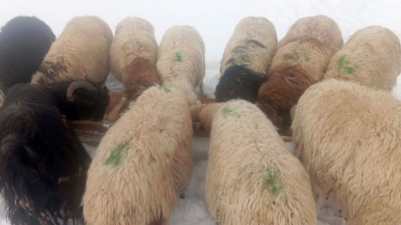 Foto - Soğuk besiciyi zorluyor! Süphan Dağı eteklerinde hayat dondu