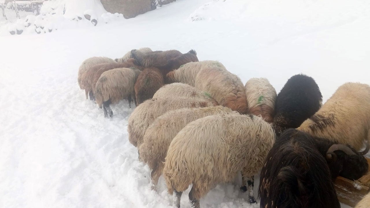 Soğuk besiciyi zorluyor! Süphan Dağı eteklerinde hayat dondu