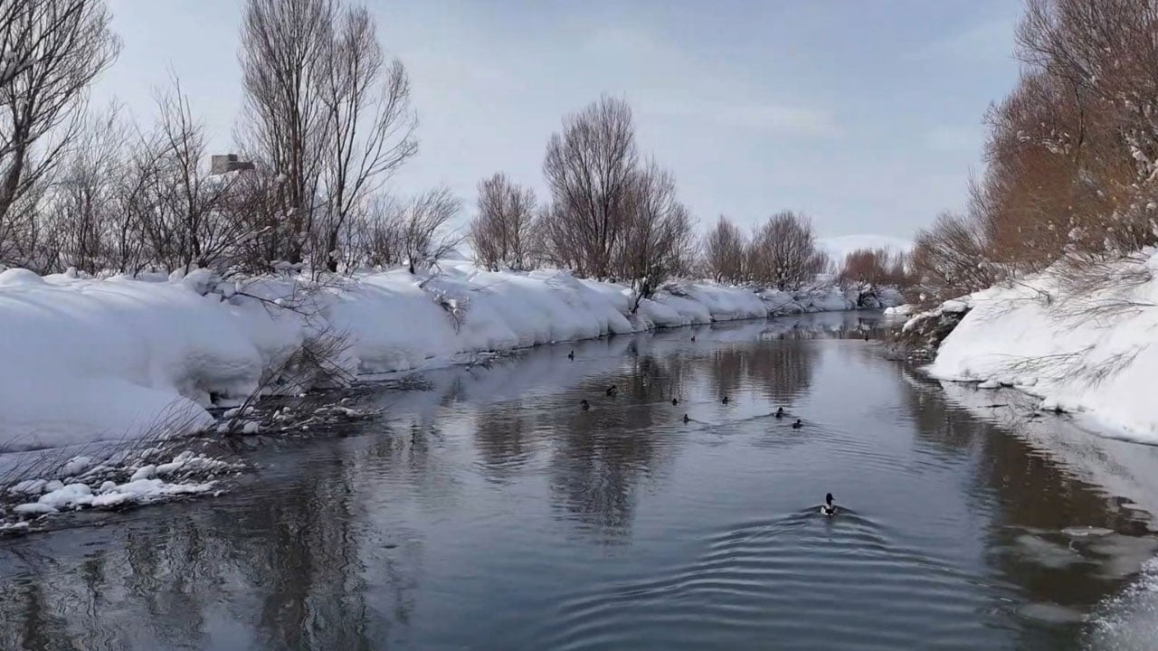 Foto - Soğuk vurdu, dere buz tuttu… Ördeklerin buzla imtihanı
