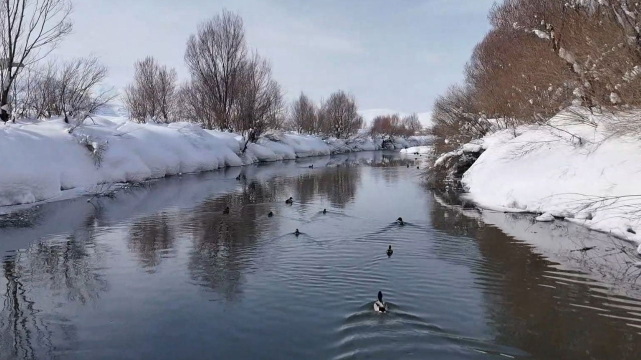 Foto - Soğuk vurdu, dere buz tuttu… Ördeklerin buzla imtihanı