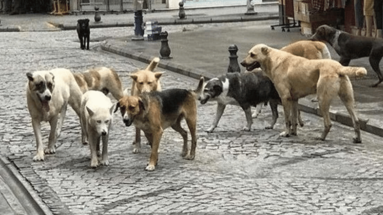 Foto - Sokak hayvanları için dev proje: Barınak altyapısı baştan sona değişiyor