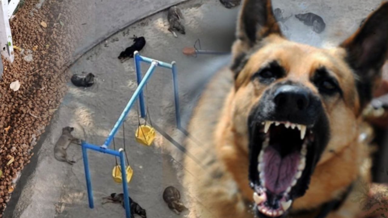 Foto - Sokak köpeği terörü yine dehşet saçtı: 8 yaşındaki kız çocuğunu parçaladılar