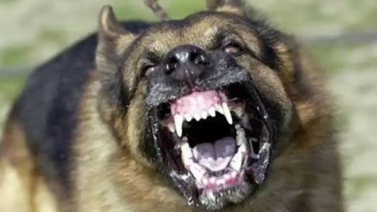 Foto - Sokak köpeği terörü yine dehşet saçtı: 8 yaşındaki kız çocuğunu parçaladılar