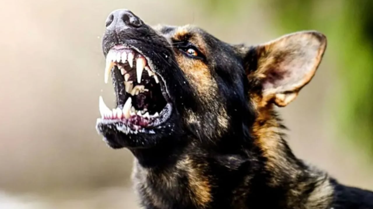Foto - Sokak köpeği terörü yine dehşet saçtı: 8 yaşındaki kız çocuğunu parçaladılar