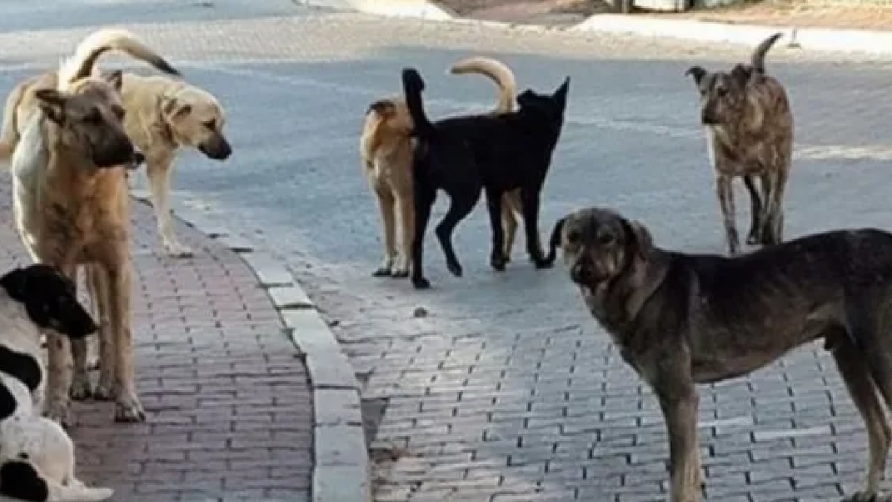 Foto - Sokak köpeği terörü yine dehşet saçtı: 8 yaşındaki kız çocuğunu parçaladılar
