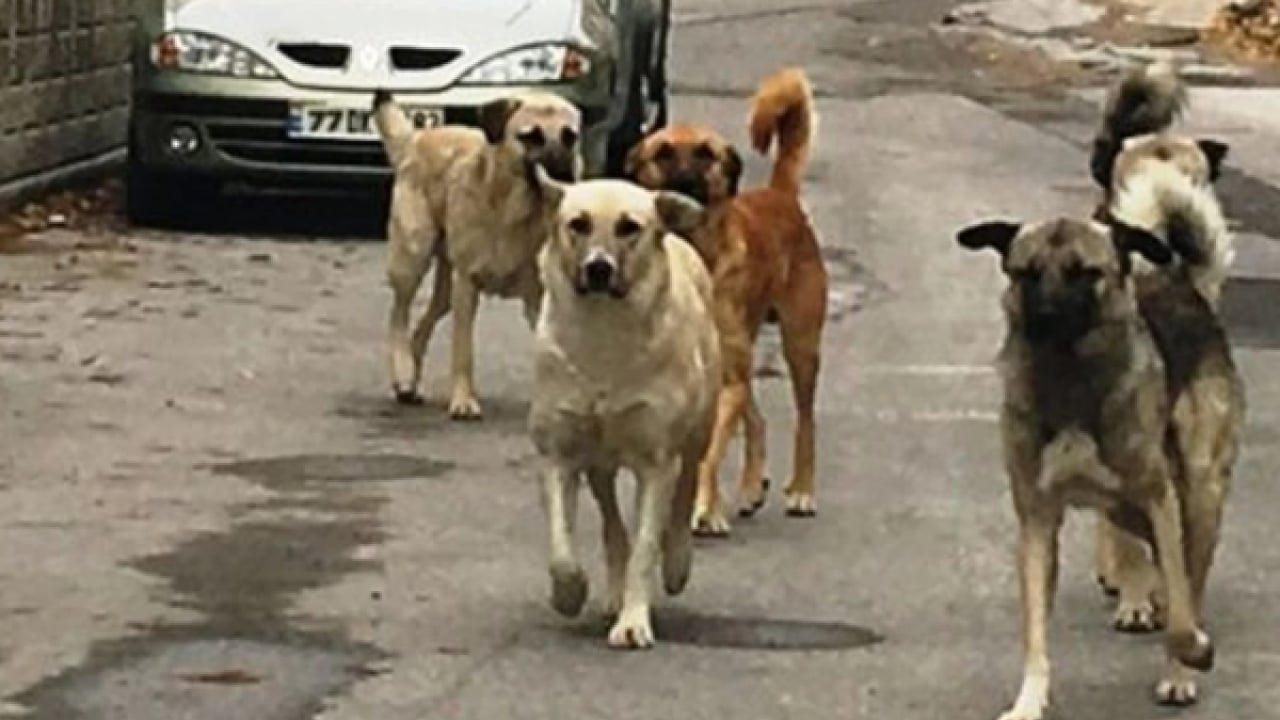 Foto - Sokak köpeği terörü yine dehşet saçtı: 8 yaşındaki kız çocuğunu parçaladılar