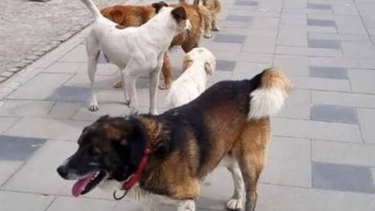 Foto - Sokak köpeği terörü yine dehşet saçtı: 8 yaşındaki kız çocuğunu parçaladılar