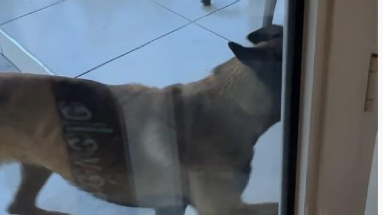 Foto - Sokak terörünün son kurbanı: Gözü dönmüş köpek kadının kolunu kopardı