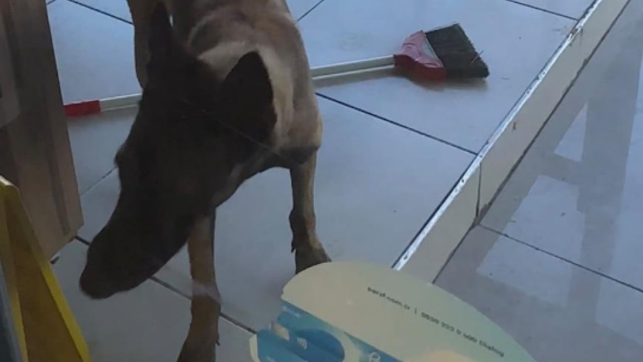 Foto - Sokak terörünün son kurbanı: Gözü dönmüş köpek kadının kolunu kopardı
