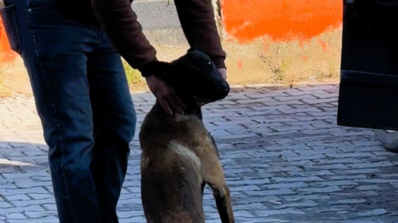 Foto - Sokak terörünün son kurbanı: Gözü dönmüş köpek kadının kolunu kopardı
