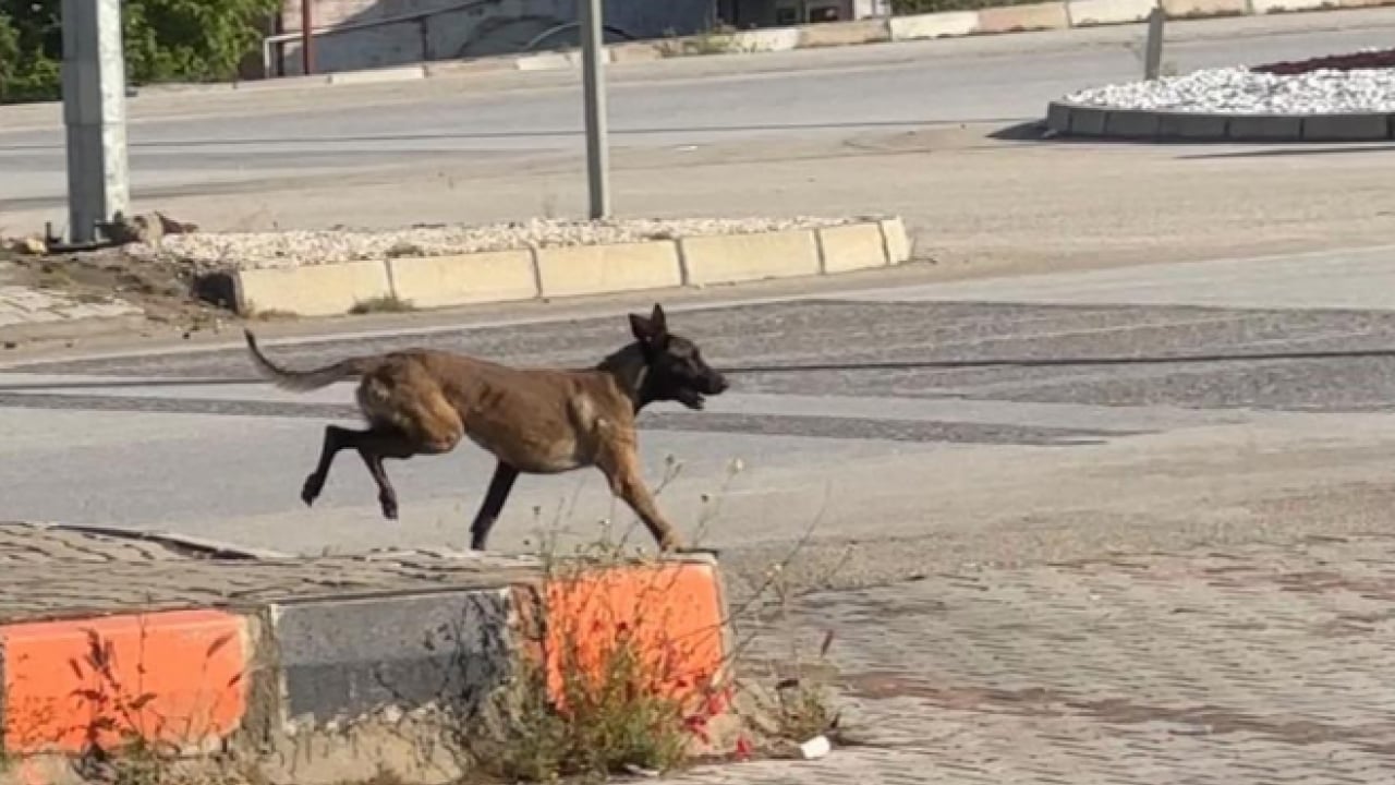 Foto - Sokak terörünün son kurbanı: Gözü dönmüş köpek kadının kolunu kopardı