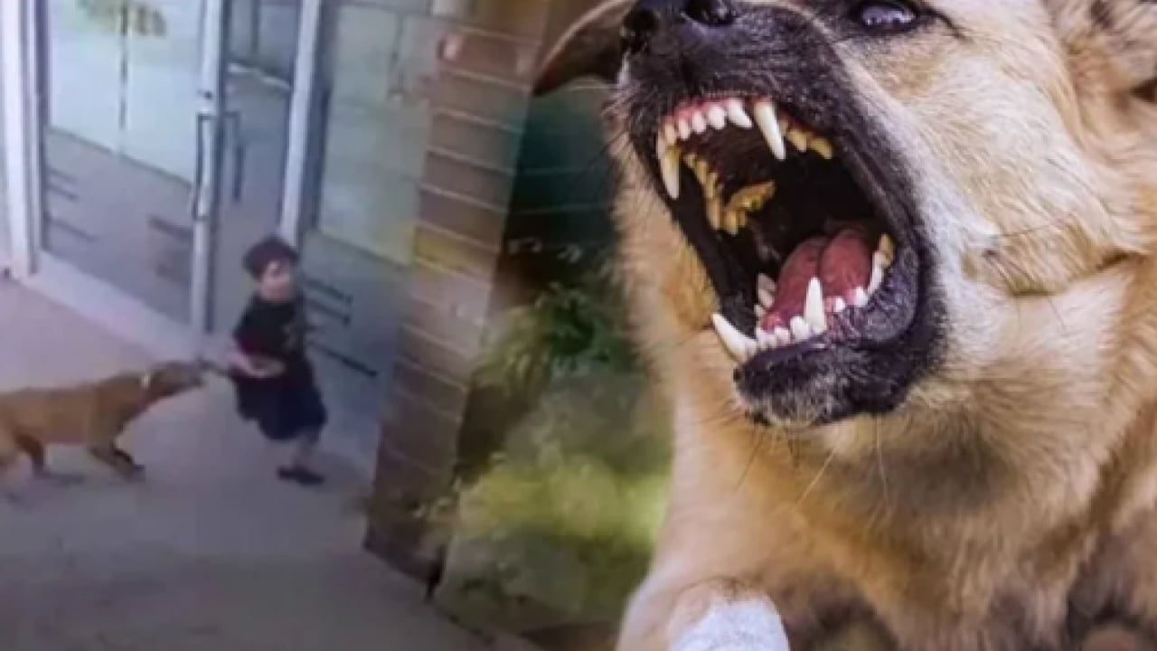 Foto - Sokak terörünün sözcülüğüne soyundu! Köpeksevici Belovacıklı’dan vahşeti görmezden gelen alçaklık! Çocuk ölümleri umrunda değil