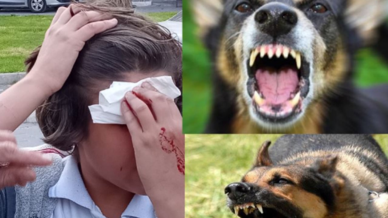 Foto - Sokak terörünün sözcülüğüne soyundu! Köpeksevici Belovacıklı’dan vahşeti görmezden gelen alçaklık! Çocuk ölümleri umrunda değil