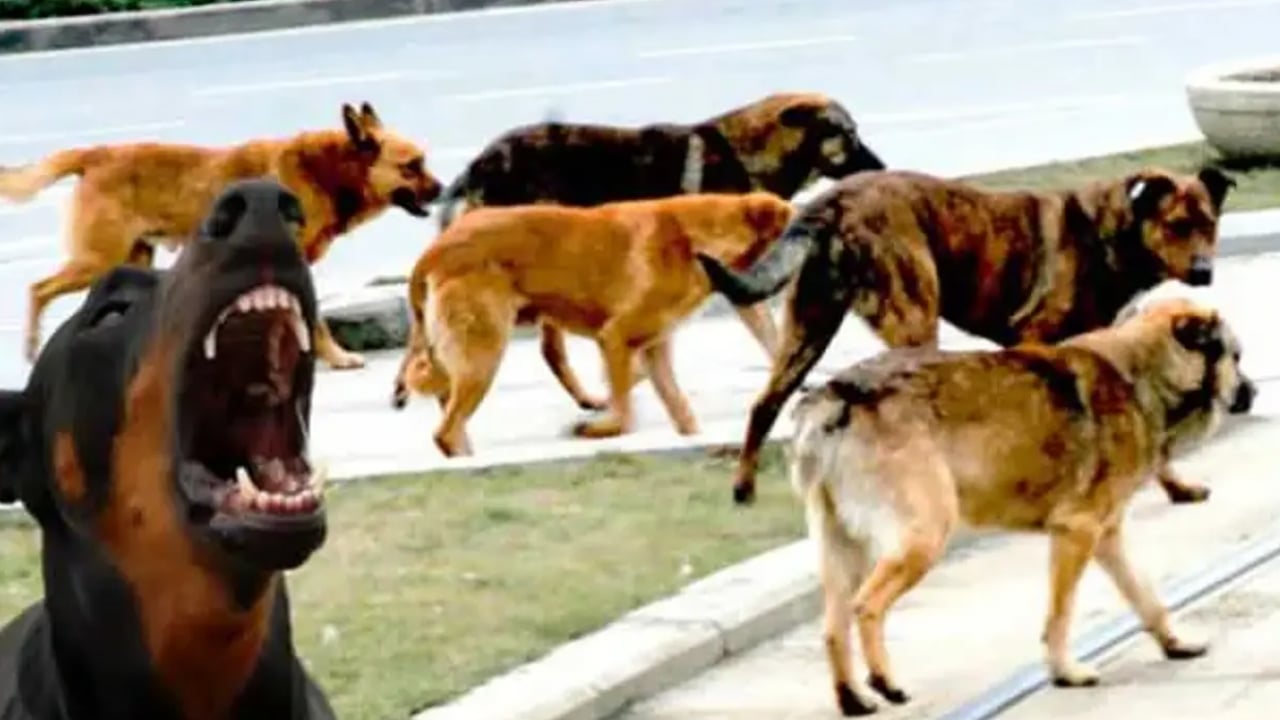 Foto - Sokak terörünün sözcülüğüne soyundu! Köpeksevici Belovacıklı’dan vahşeti görmezden gelen alçaklık! Çocuk ölümleri umrunda değil