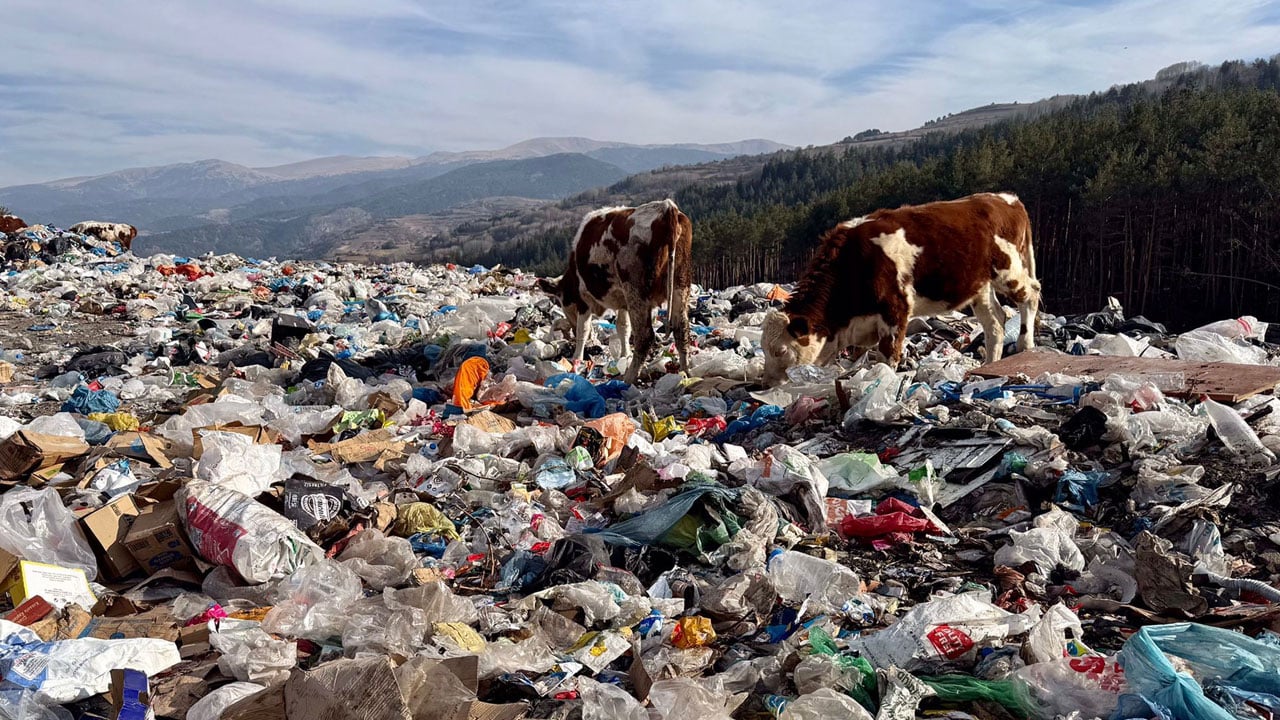 Foto - Şoke eden manzara! İnekler çöplükte besleniyor