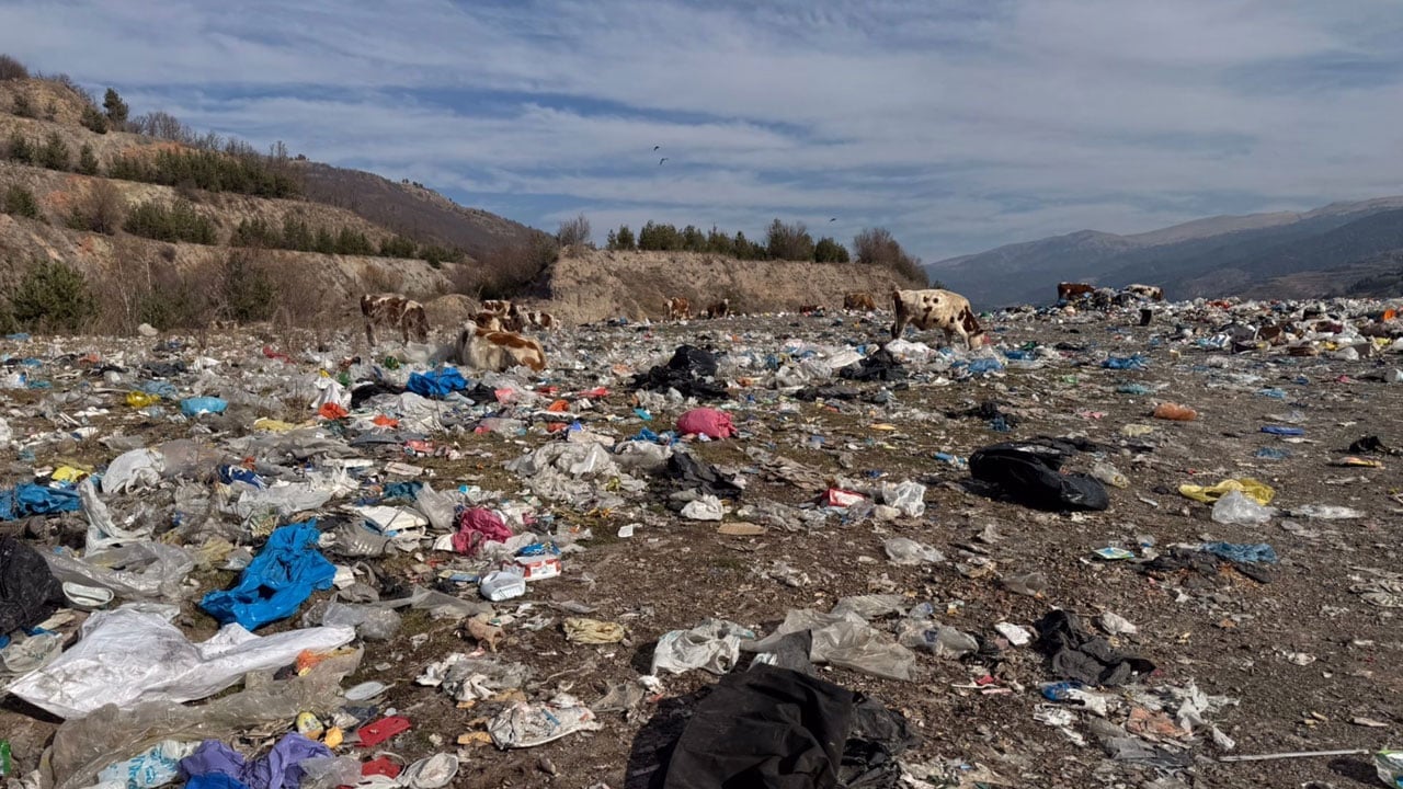 Foto - Şoke eden manzara! İnekler çöplükte besleniyor
