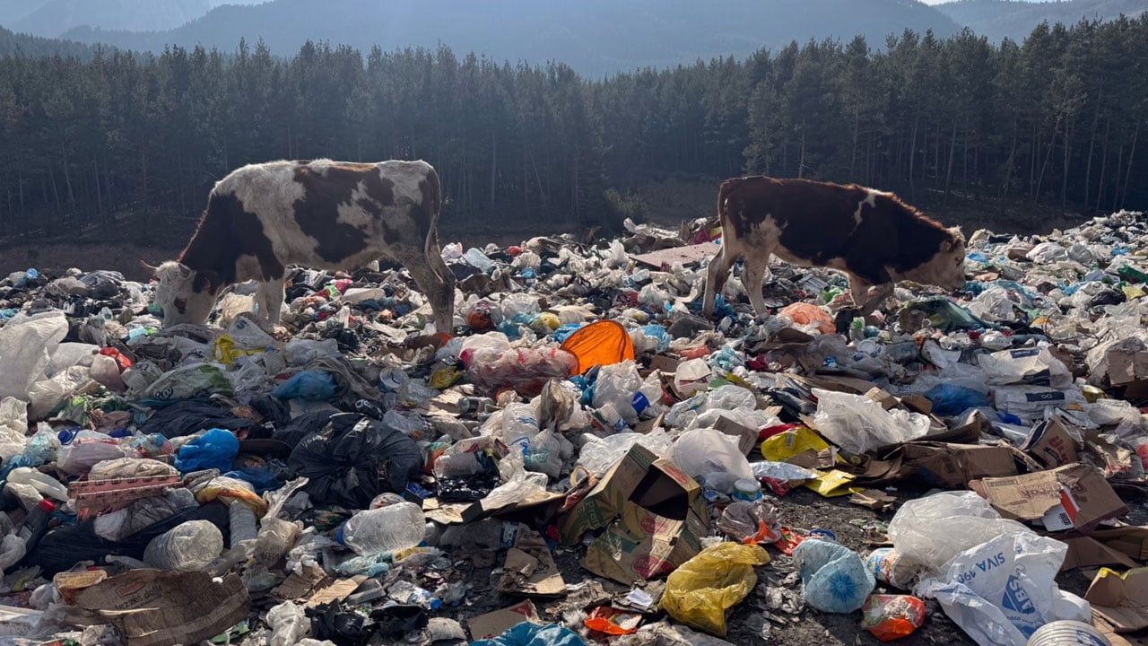 Foto - Şoke eden manzara! İnekler çöplükte besleniyor