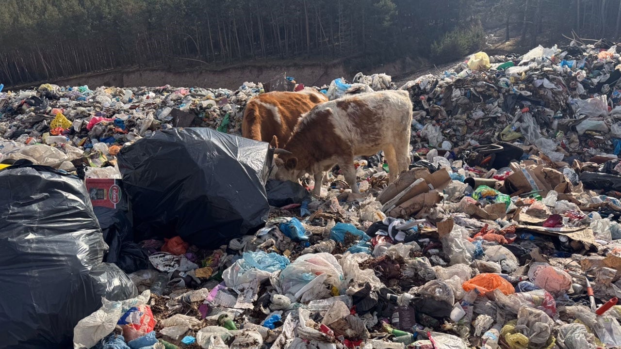 Foto - Şoke eden manzara! İnekler çöplükte besleniyor