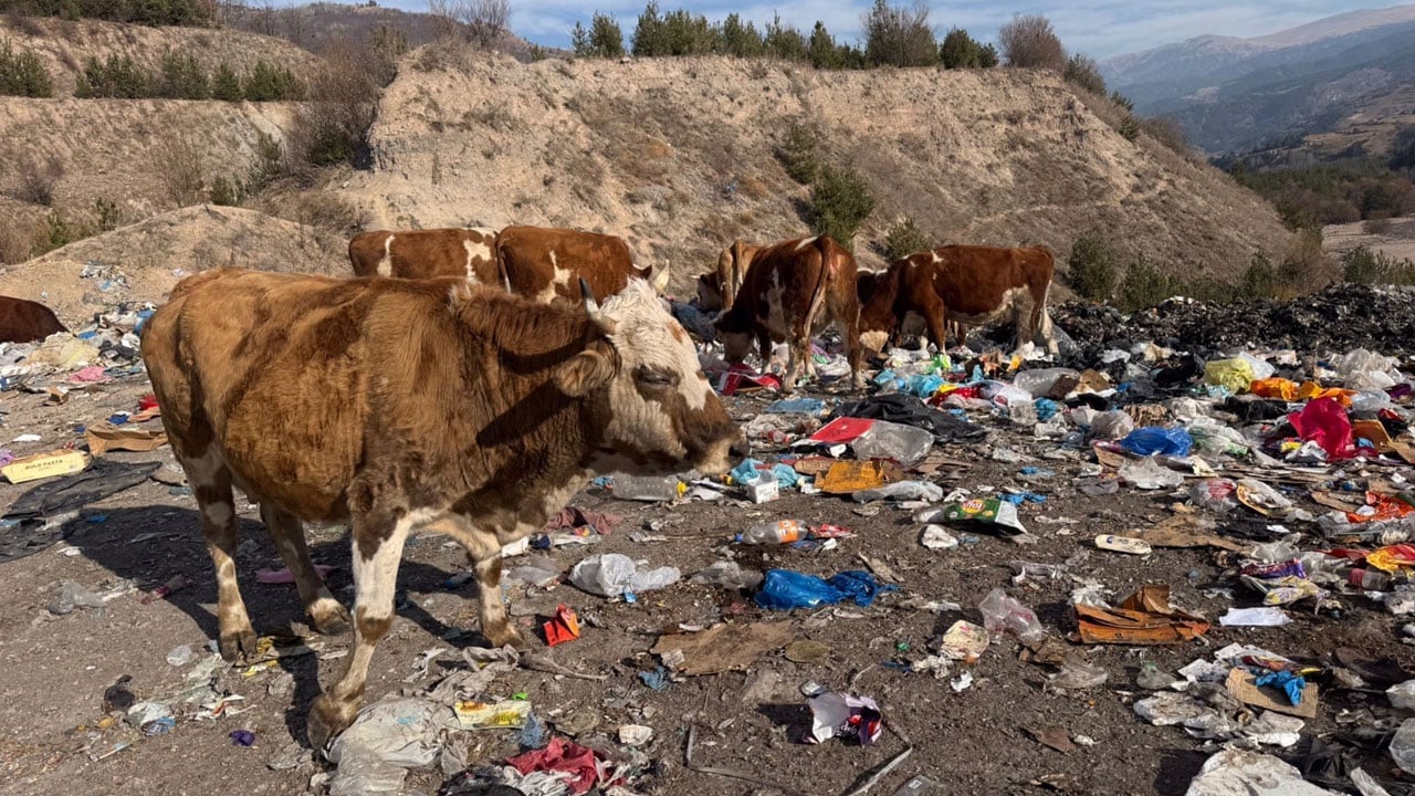 Şoke eden manzara! İnekler çöplükte besleniyor