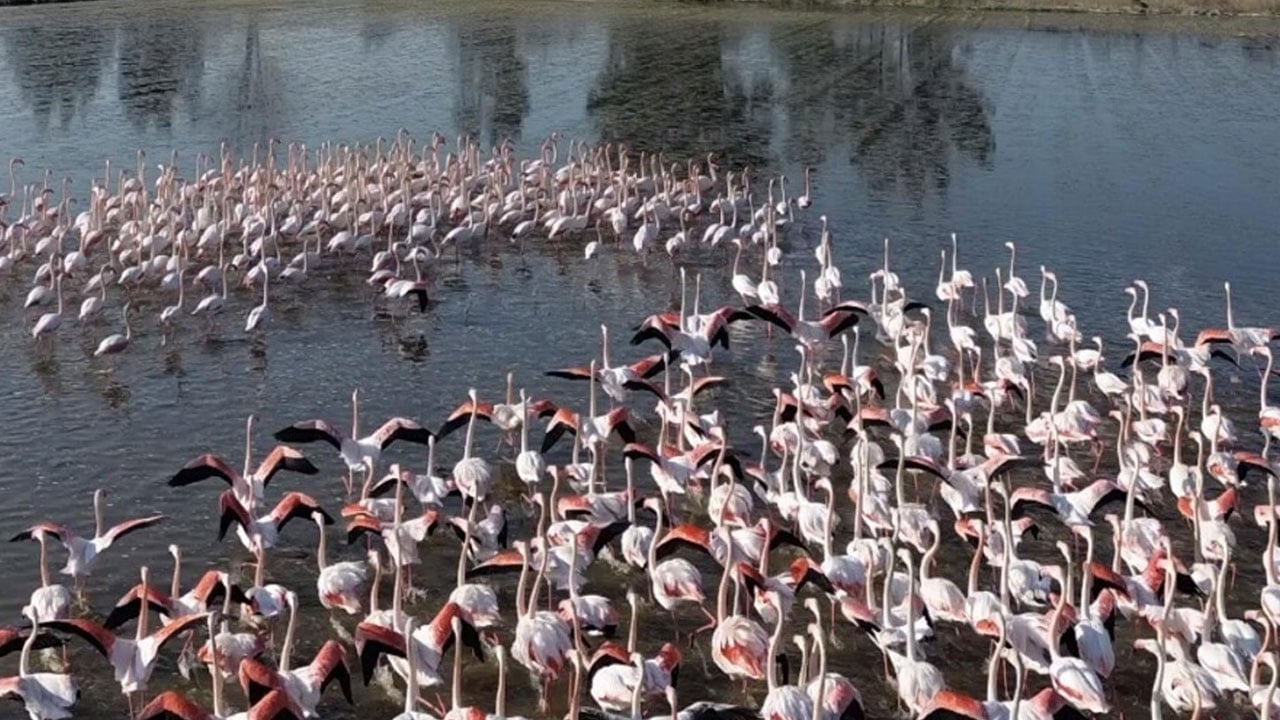Foto - Söke’de şaşırtan manzara! Taşkınla göle dönen tarlalar flamingolara kaldı 