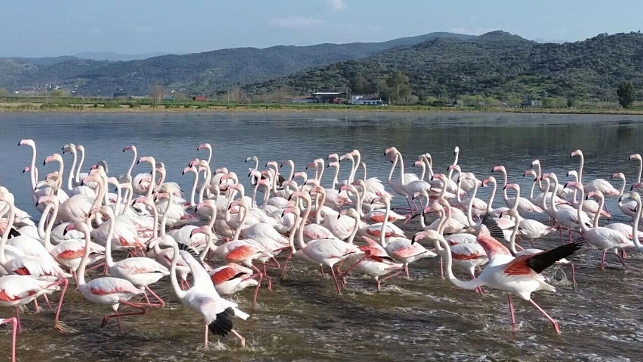 Söke’de şaşırtan manzara! Taşkınla göle dönen tarlalar flamingolara kaldı 