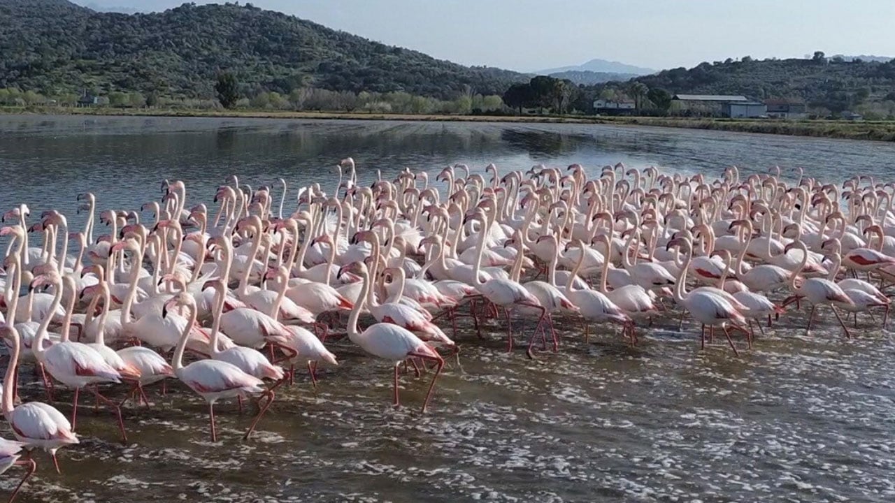 Foto - Söke’de şaşırtan manzara! Taşkınla göle dönen tarlalar flamingolara kaldı 