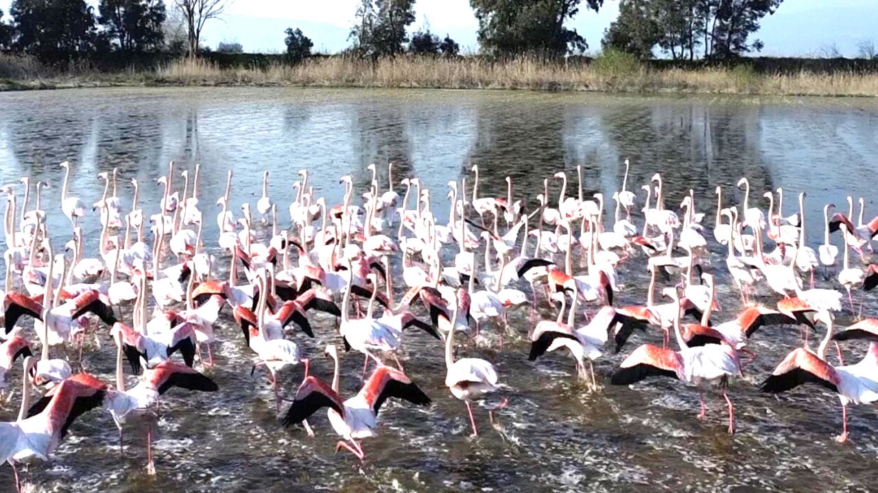 Foto - Söke’de şaşırtan manzara! Taşkınla göle dönen tarlalar flamingolara kaldı 