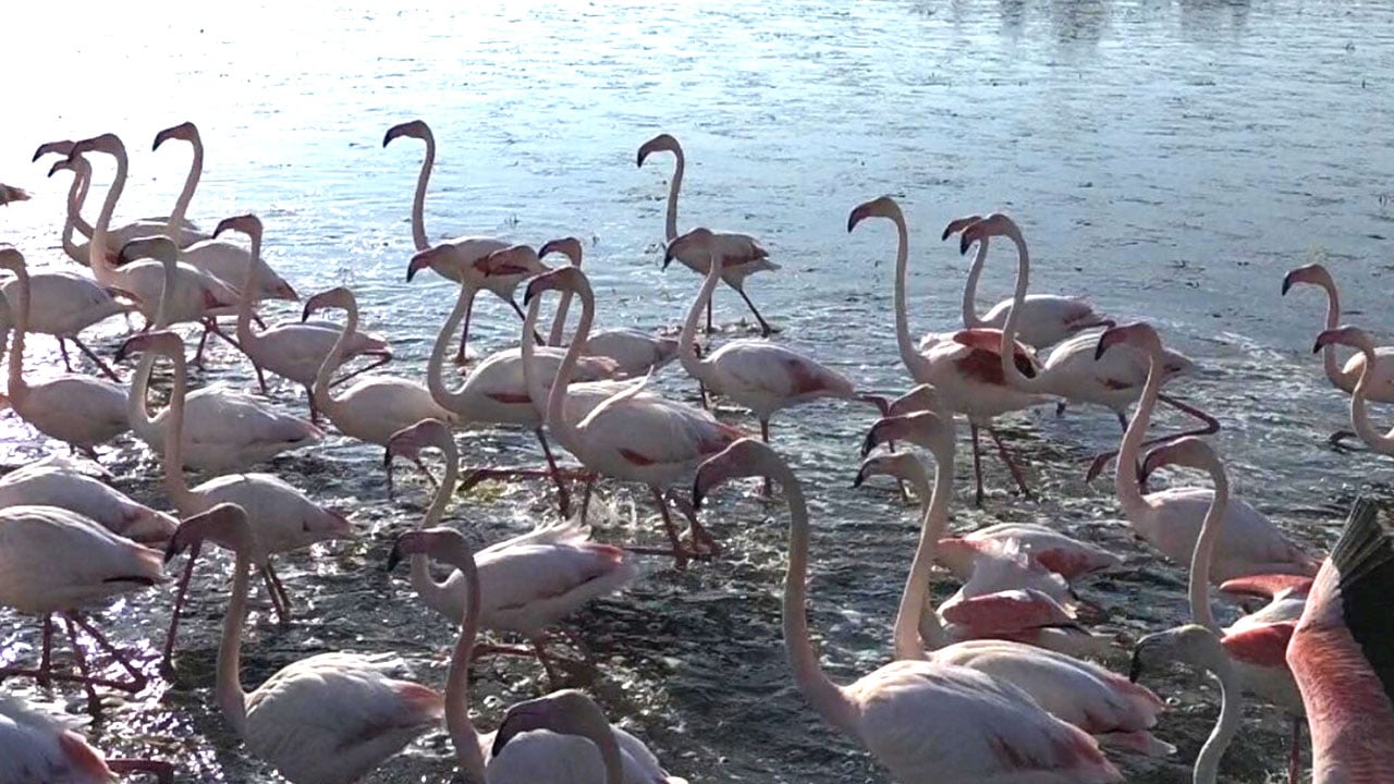 Foto - Söke’de şaşırtan manzara! Taşkınla göle dönen tarlalar flamingolara kaldı 
