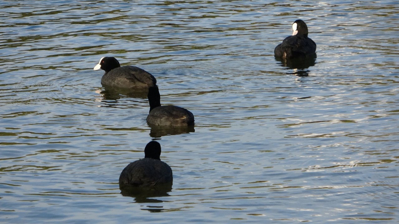 Foto - Şoken eden manzara! O ilimizde göl, denizle birleşti