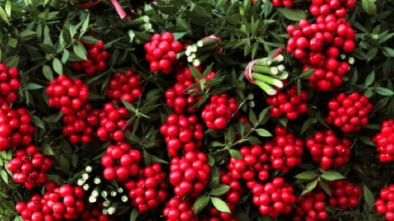 Son 10 yılın yeni gözdesi! Aralık ayının en çok satan bitkisi oldu