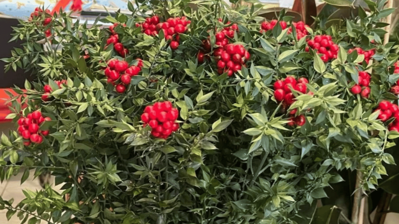 Foto - Son 10 yılın yeni gözdesi! Aralık ayının en çok satan bitkisi oldu