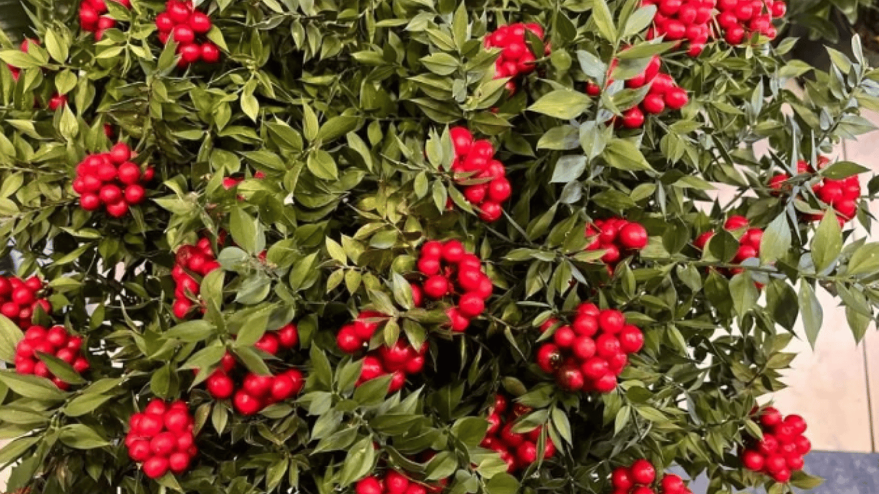 Foto - Son 10 yılın yeni gözdesi! Aralık ayının en çok satan bitkisi oldu